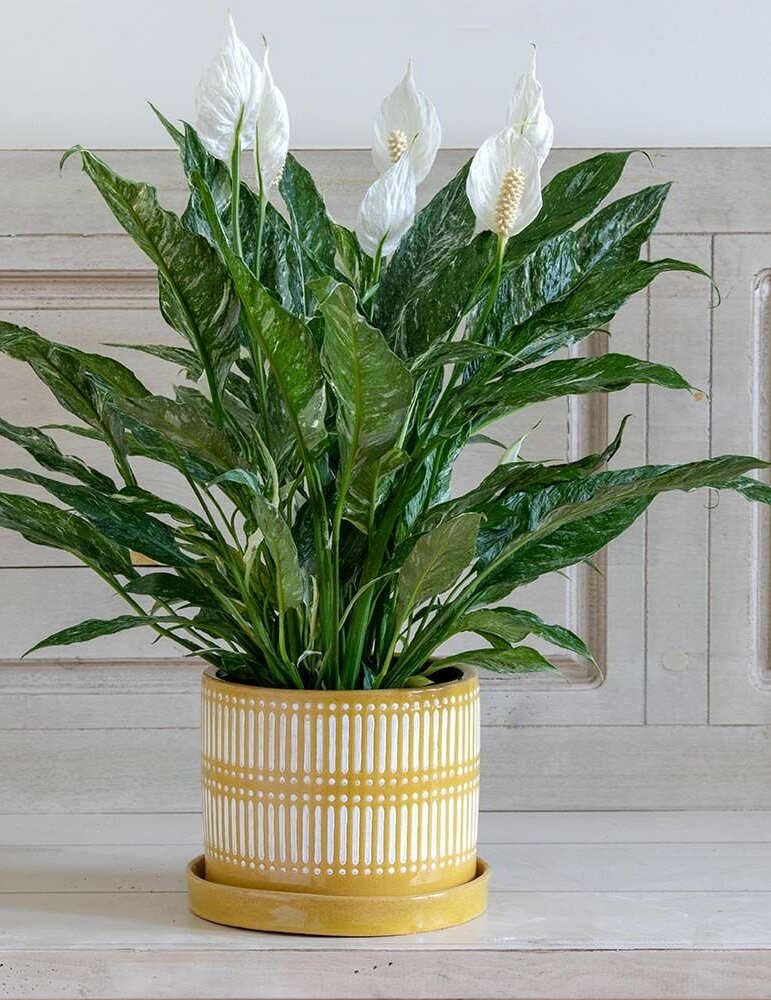 Peace Lily Domino Variegated (Spathiphyllum)