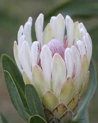 Protea 'Donna'