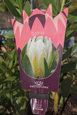 Protea 'Donna'