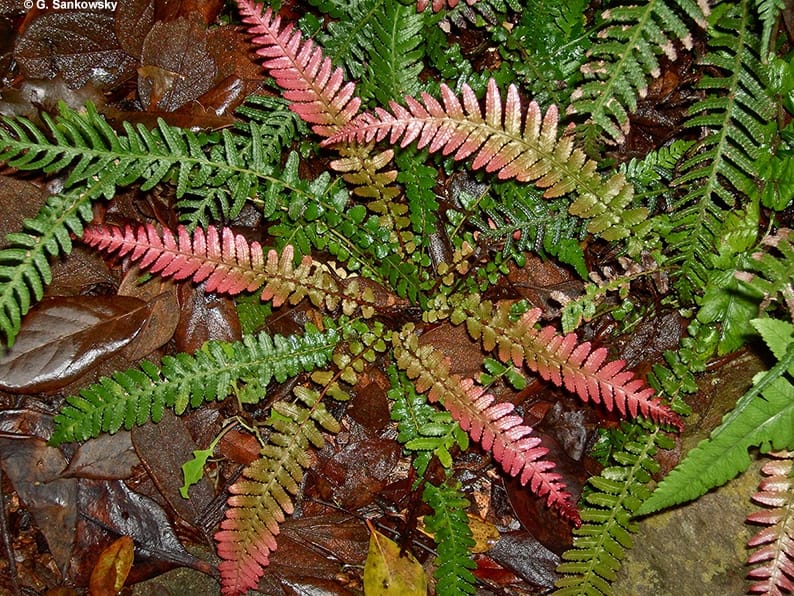 Rasp Fern (Doodia aspera) - Ladybird Nursery