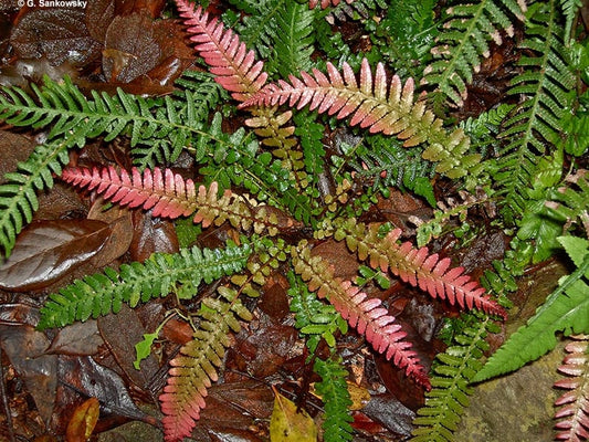 Rasp Fern (Doodia aspera) - Ladybird Nursery