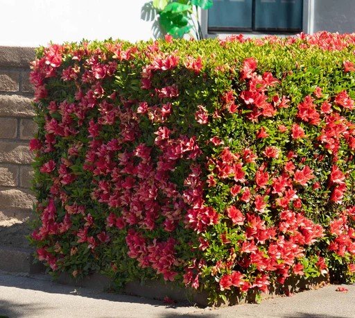 Azalea indica Pride of Dorking - Ladybird Nursery
