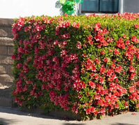 Azalea indica Pride of Dorking - Ladybird Nursery