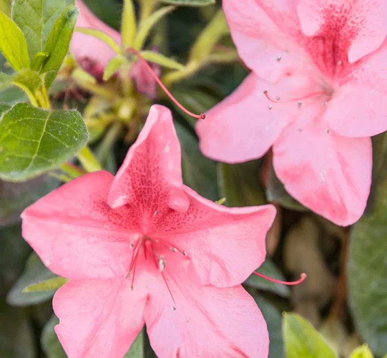 Azalea indica Pride of Dorking