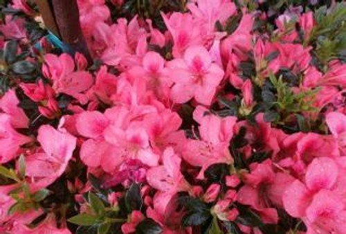 Azalea indica Pride of Dorking - Ladybird Nursery