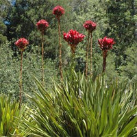 Gymea Lily (Doryanthes excelsa) - Ladybird Nursery