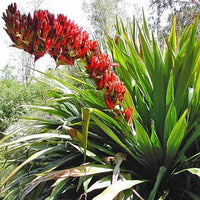 Spear Lily (Doryanthes palmeri) - Ladybird Nursery