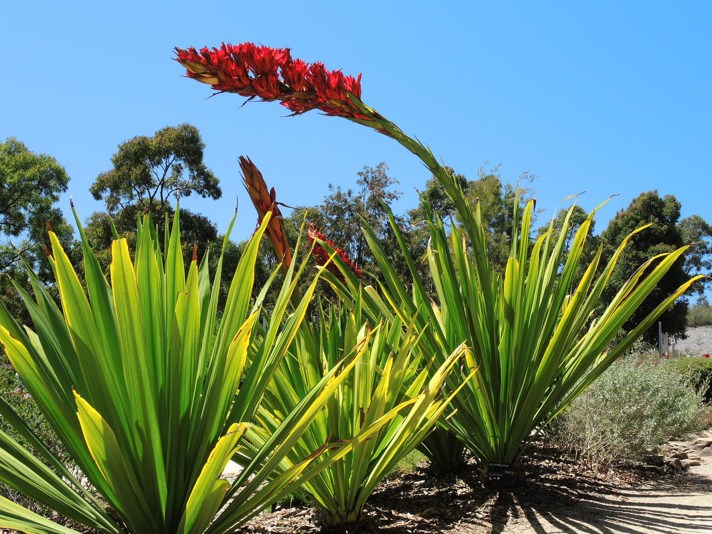 Spear Lily (Doryanthes palmeri)