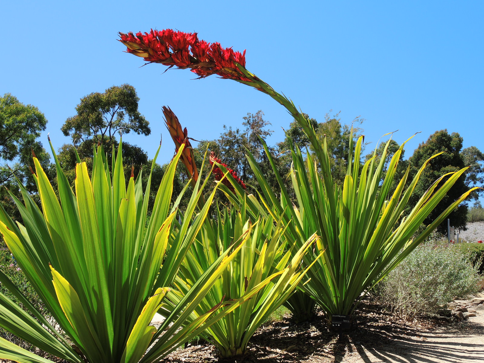 Spear Lily (Doryanthes palmeri)
