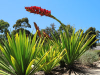Spear Lily (Doryanthes palmeri) - Ladybird Nursery