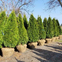 Arborvitae Assorted (Thuja spp.)