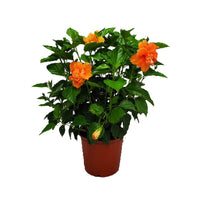 Hibiscus Adonicus Double Orange (Hibiscus rosa - sinensis) - Ladybird Nursery