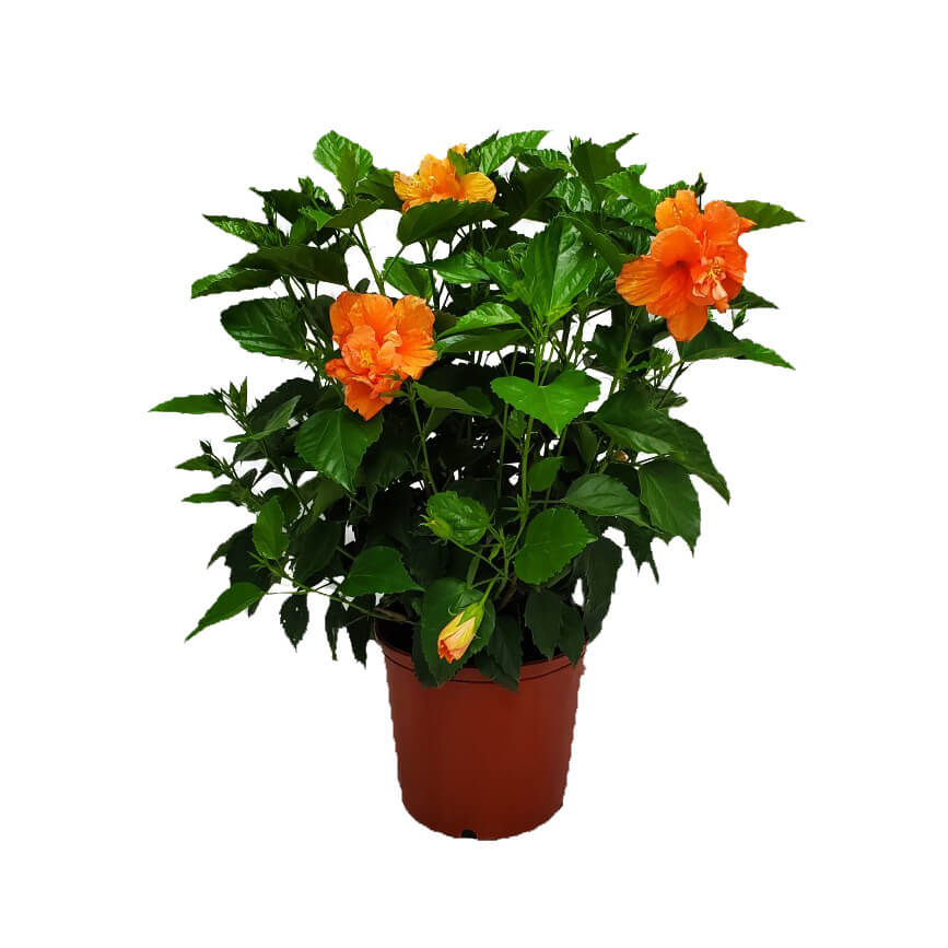 Hibiscus Adonicus Double Orange (Hibiscus rosa - sinensis) - Ladybird Nursery