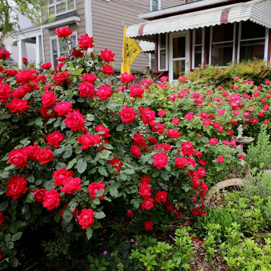 Rose RADTKO Double Red Knockout® (Rosa) - Ladybird Nursery