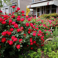 Rose RADTKO Double Red Knockout® (Rosa)