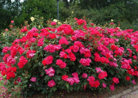 Rose Double Pink Knockout® 200mm pot - Ladybird Nursery