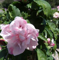 Rose of Sharon Double Pale Pink (Hibiscus syriacus) - Ladybird Nursery