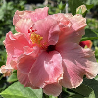 Chinese Hibiscus Adonicus Double Pink (Hibiscus rosa-sinensis)