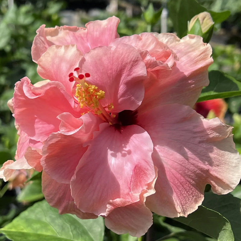 Chinese Hibiscus Adonicus Double Pink (Hibiscus rosa-sinensis)