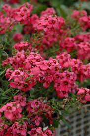 Twinspur Dazzler (Diascia Little) - Ladybird Nursery