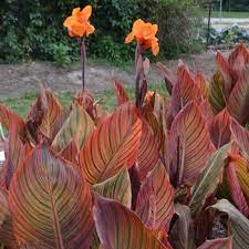 Canna generalis Tropicanna (Canna x.)