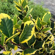 Holly altaclerensis Golden King (Ilex x)