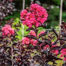 Intended Lagerstroemia (Grande Red™) - Ladybird Nursery