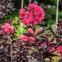 Intended Lagerstroemia (Grande Red™) - Ladybird Nursery