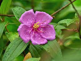 Indian Rhododendron (Melastoma malabathricum)