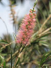 Weeping Bottlebrush Pink Champagne (Callistemon viminalis)