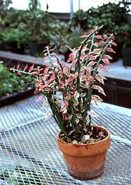 Zig Zag Plant (Euphorbia tithymaloides) - Ladybird Nursery