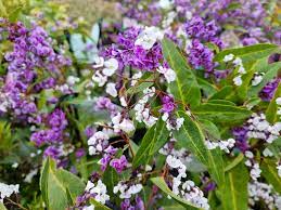 Purple Coral Pea Happy Duo (Hardenbergia violacea)