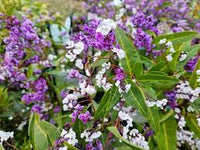 Purple Coral Pea Happy Duo (Hardenbergia violacea)