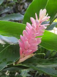 Pink Ginger (Alpinia henryi)