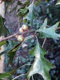 Pin Oak (Quercus palustris) - Advanced