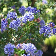 California Lilac Pacific (Ceanothus Blue)