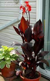 Canna Show Off Australia (Canna orchioides)