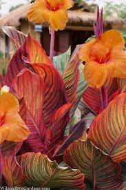 Canna generalis Tropicanna (Canna x.) - Ladybird Nursery