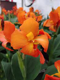 Canna generalis Orange Beauty (Canna x.) - Ladybird Nursery