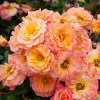 Rose Cutie Pie Miniature (Rosa) - Ladybird Nursery
