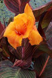 Canna generalis Tropicanna (Canna x.)