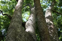 Australian Red Cedar (Toona ciliata) - Ladybird Nursery