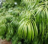 Alpine Totara Blue Gem (Podocarpus alpinus)