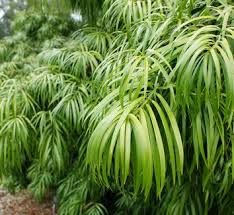 Alpine Totara Blue Gem (Podocarpus alpinus)