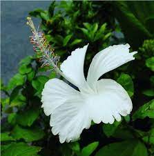 Chinese Hibiscus Swan Lake (Hibiscus rosa-sinensis)