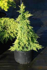 Chinese Juniper media Dandelight (Juniperus x) - Ladybird Nursery