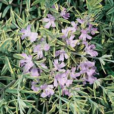 Coastal Rosemary Sea Mist (Westringia)
