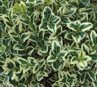 Common Box variegata Variegated (Buxus sempervirens)