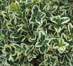 Common Box variegata Variegated (Buxus sempervirens) - Ladybird Nursery