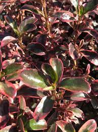 Coprosma Rainbow Surprise - Ladybird Nursery